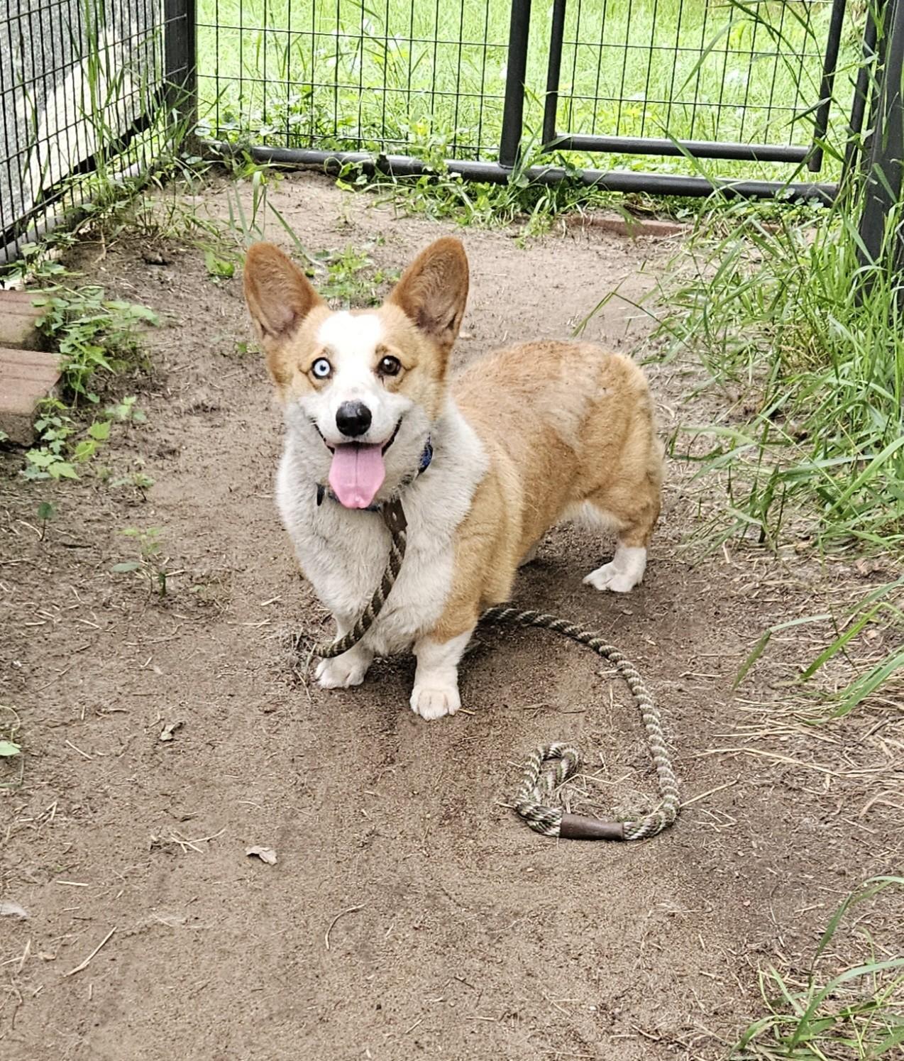 Patty-I25037, Adopted, Adult Female Pembroke Welsh Corgi.