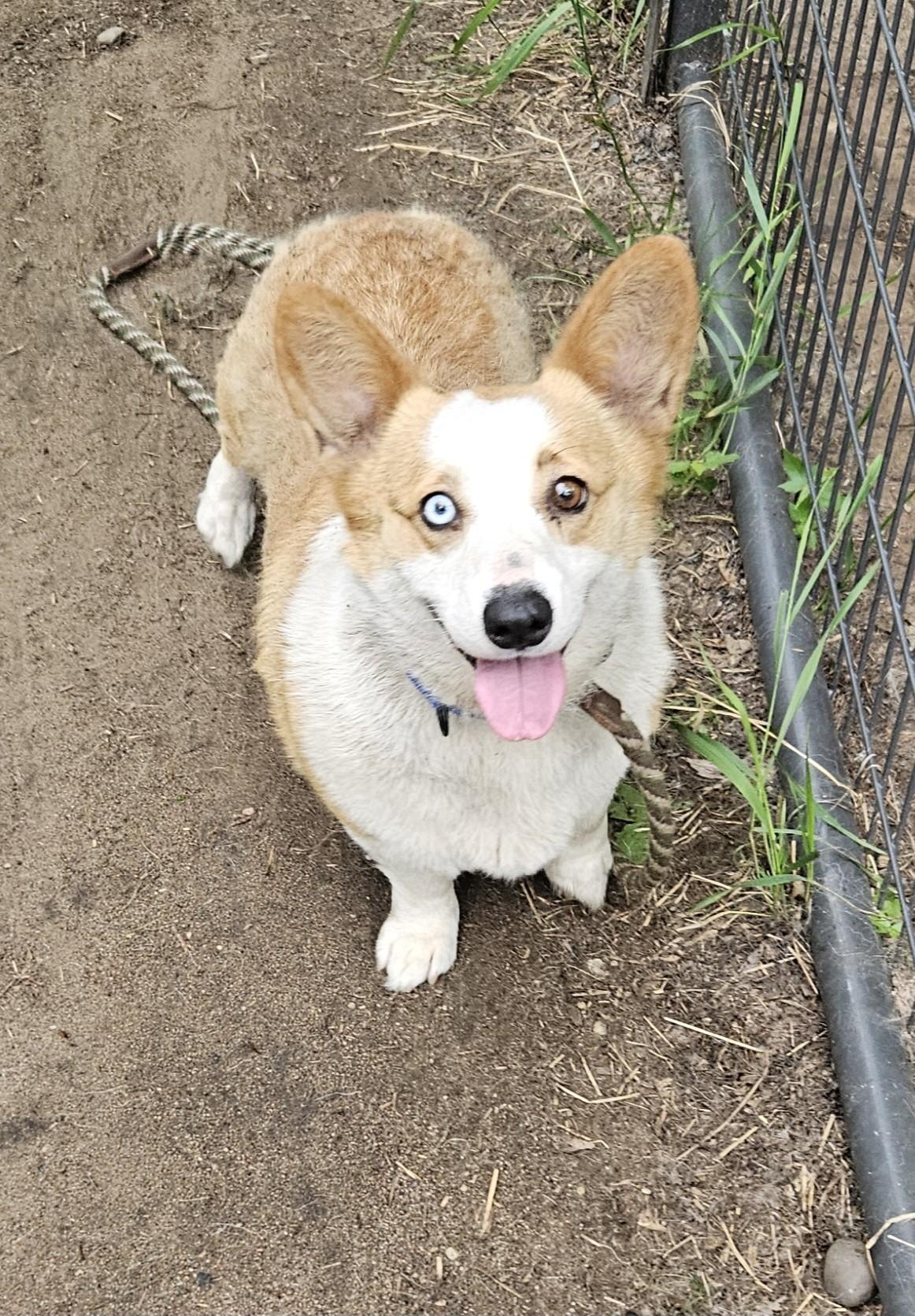 Enlarge Patty-I25037, a Adopted Pembroke Welsh Corgi in Anoka, MN image 2/4