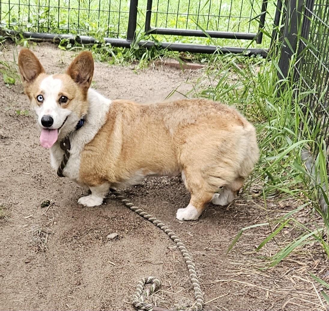 Enlarge Patty-I25037, a Adopted Pembroke Welsh Corgi in Anoka, MN image 4/4