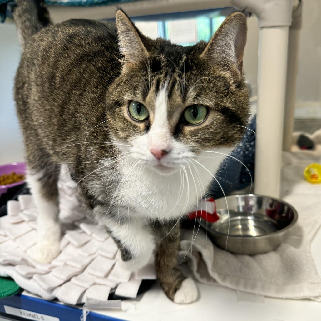 Lady, Adoptable, Adult Female Domestic Short Hair.