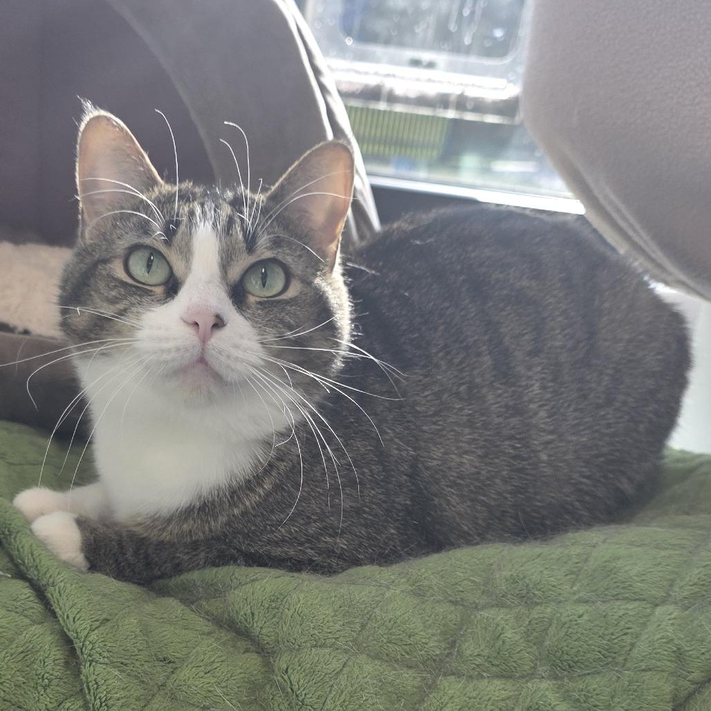 Enlarge Lady, a Adoptable Domestic Short Hair in Fort Wayne, IN image 2/6