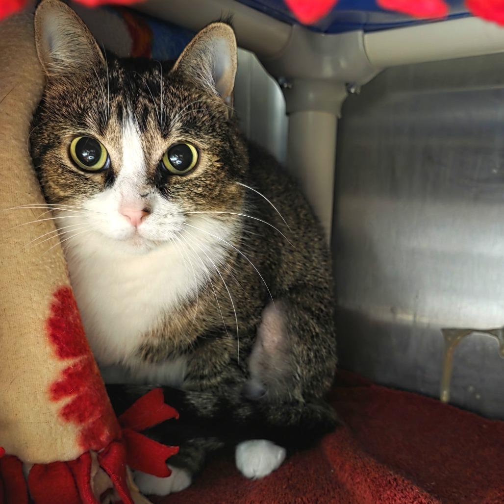 Enlarge Lady, a Adoptable Domestic Short Hair in Fort Wayne, IN image 2/6