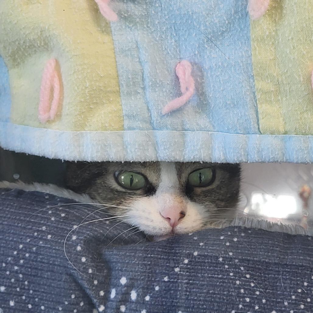 Enlarge Lady, a Adoptable Domestic Short Hair in Fort Wayne, IN image 3/6