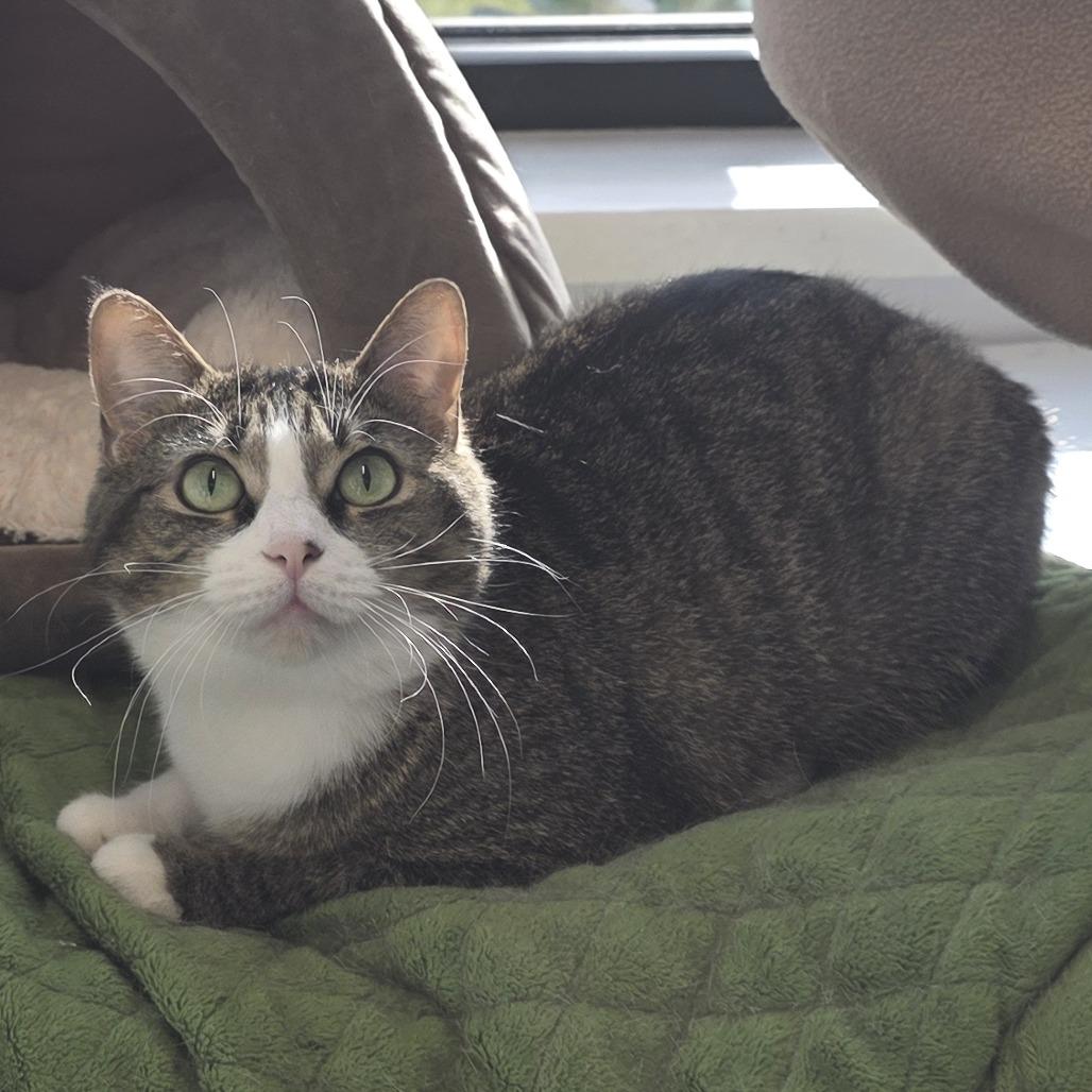 Enlarge Lady, a Adoptable Domestic Short Hair in Fort Wayne, IN image 4/6