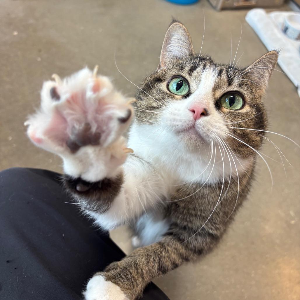 Enlarge Lady, a Adoptable Domestic Short Hair in Fort Wayne, IN image 5/6