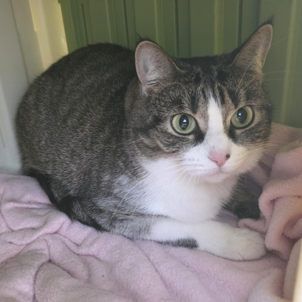 Enlarge Lady, a Adoptable Domestic Short Hair in Fort Wayne, IN image 4/6