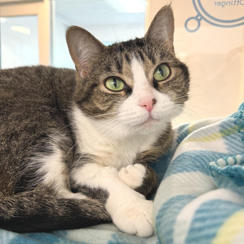 Enlarge Lady, a Adoptable Domestic Short Hair in Fort Wayne, IN image 5/6