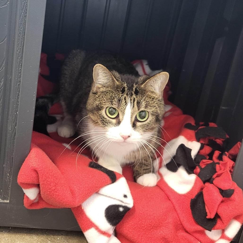 Enlarge Lady, a Adoptable Domestic Short Hair in Fort Wayne, IN image 6/6
