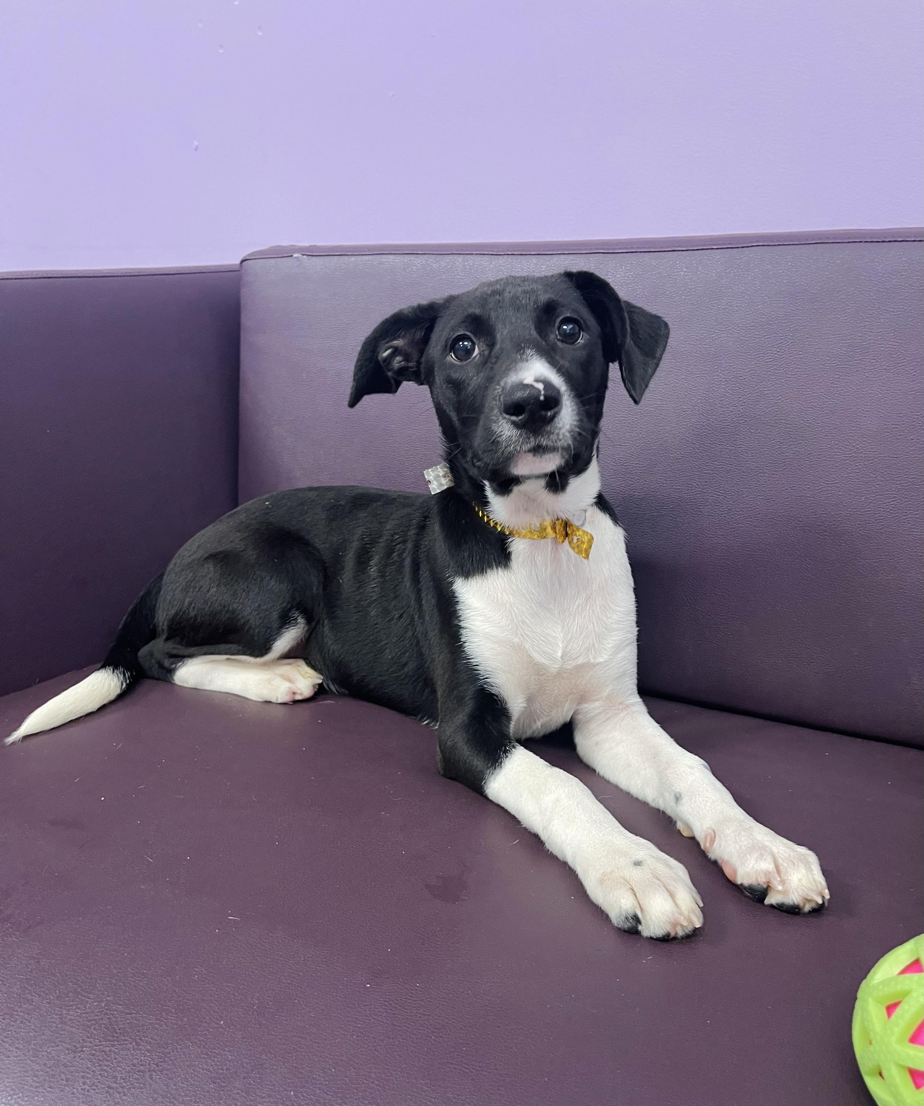 Vista in NH. Come Meet our Adoptable Dogs Wednesday-Saturday. More info in Bio, ADOPTABLE, Puppy Female Cattle Dog.
