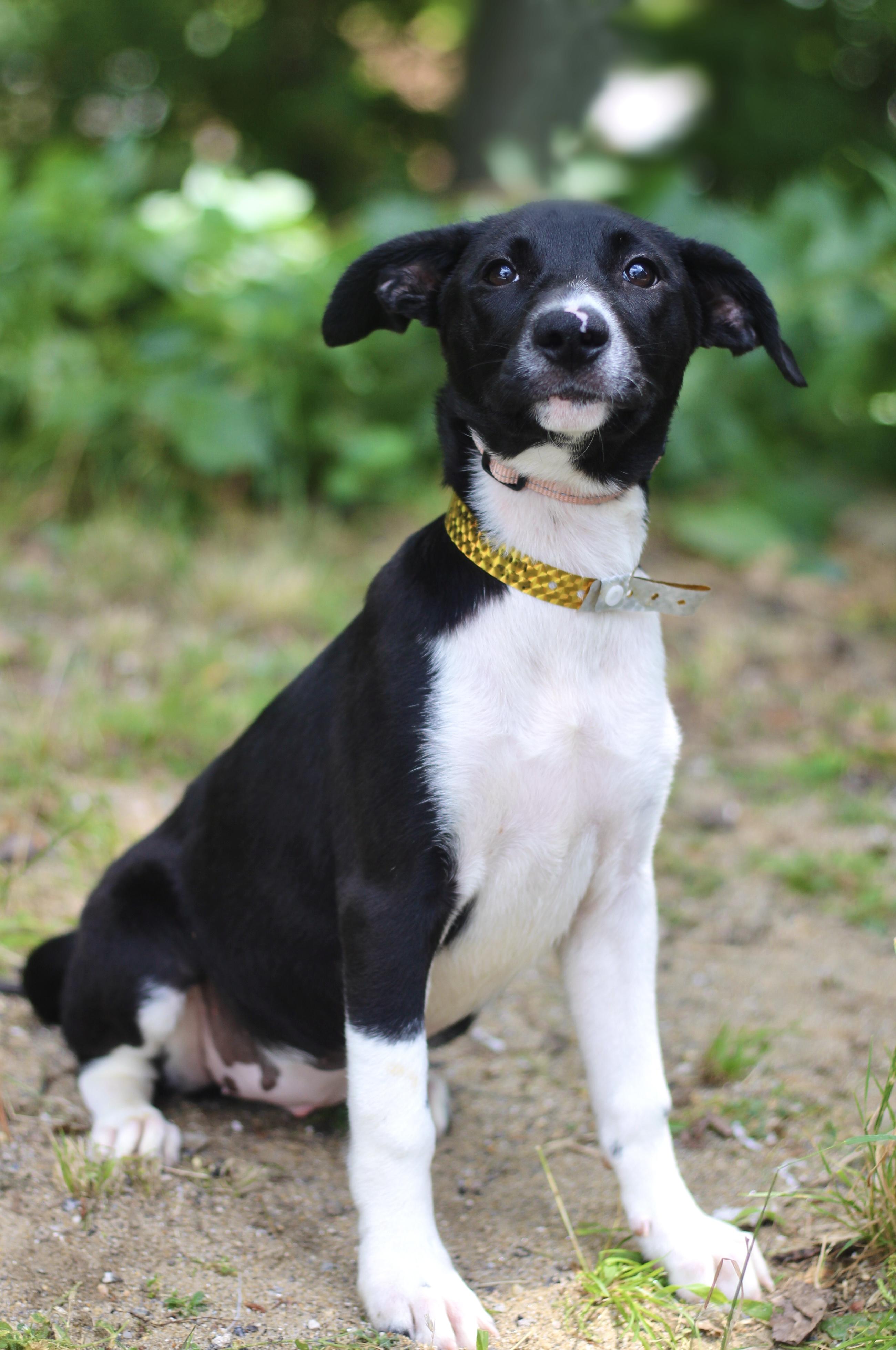 Enlarge Vista in NH. Come Meet our Adoptable Dogs Wednesday-Saturday. More info in Bio, a ADOPTABLE mixed breed in Manchester, NH image 3/5