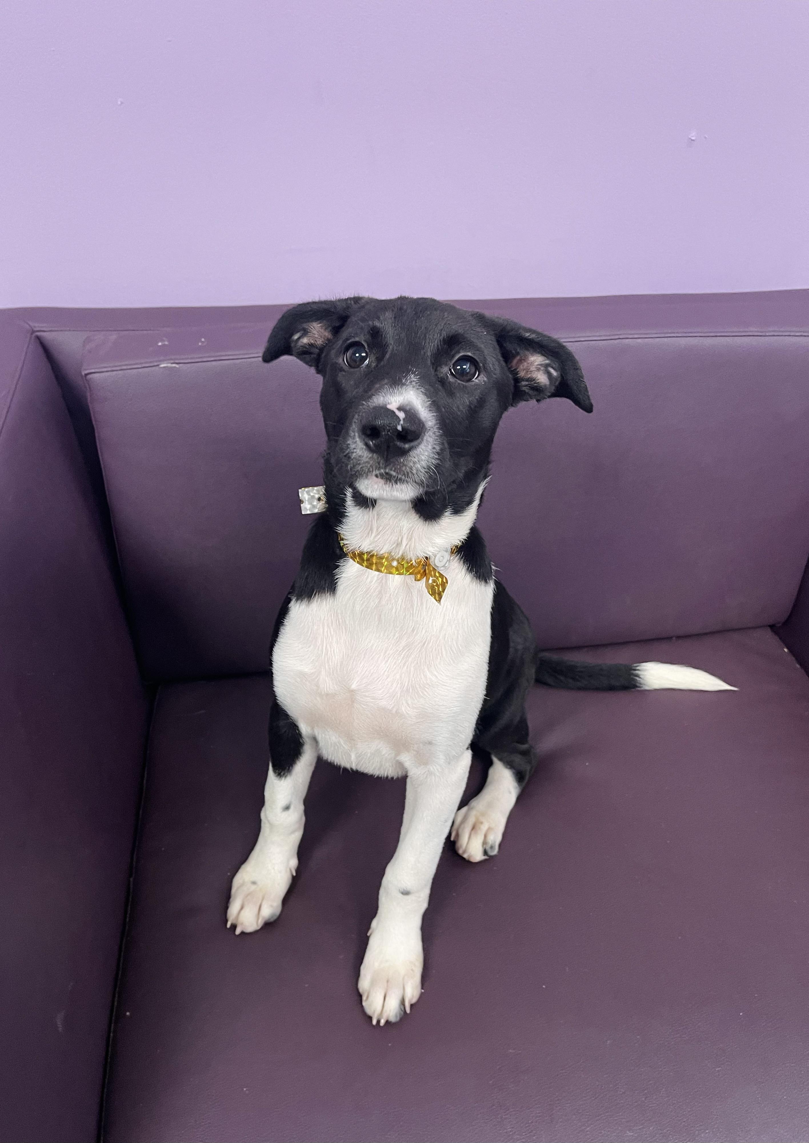 Enlarge Vista in NH. Come Meet our Adoptable Dogs Wednesday-Saturday. More info in Bio, a ADOPTABLE mixed breed in Manchester, NH image 5/5