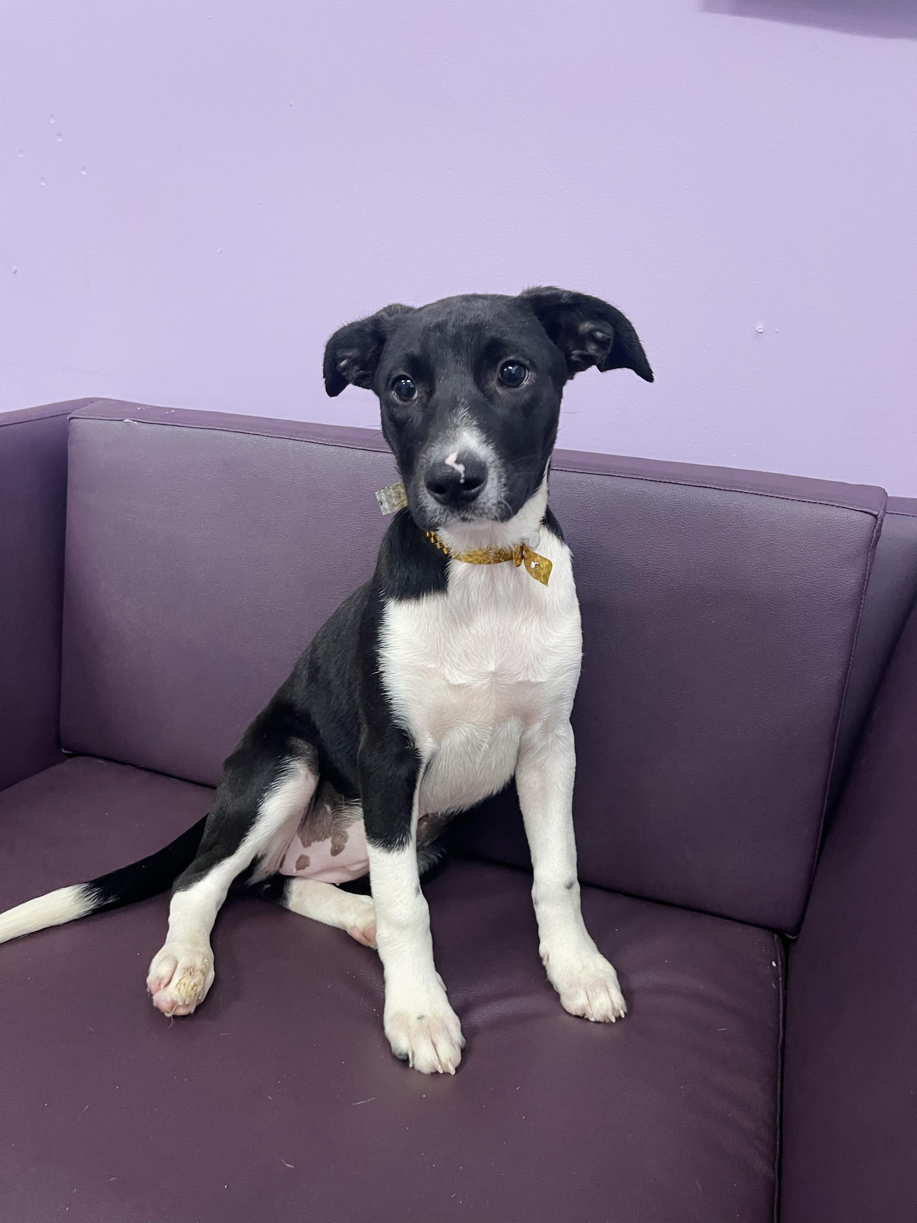 Enlarge Vista in NH. Come Meet our Adoptable Dogs Wednesday-Saturday. More info in Bio, a ADOPTABLE mixed breed in Manchester, NH image 4/5