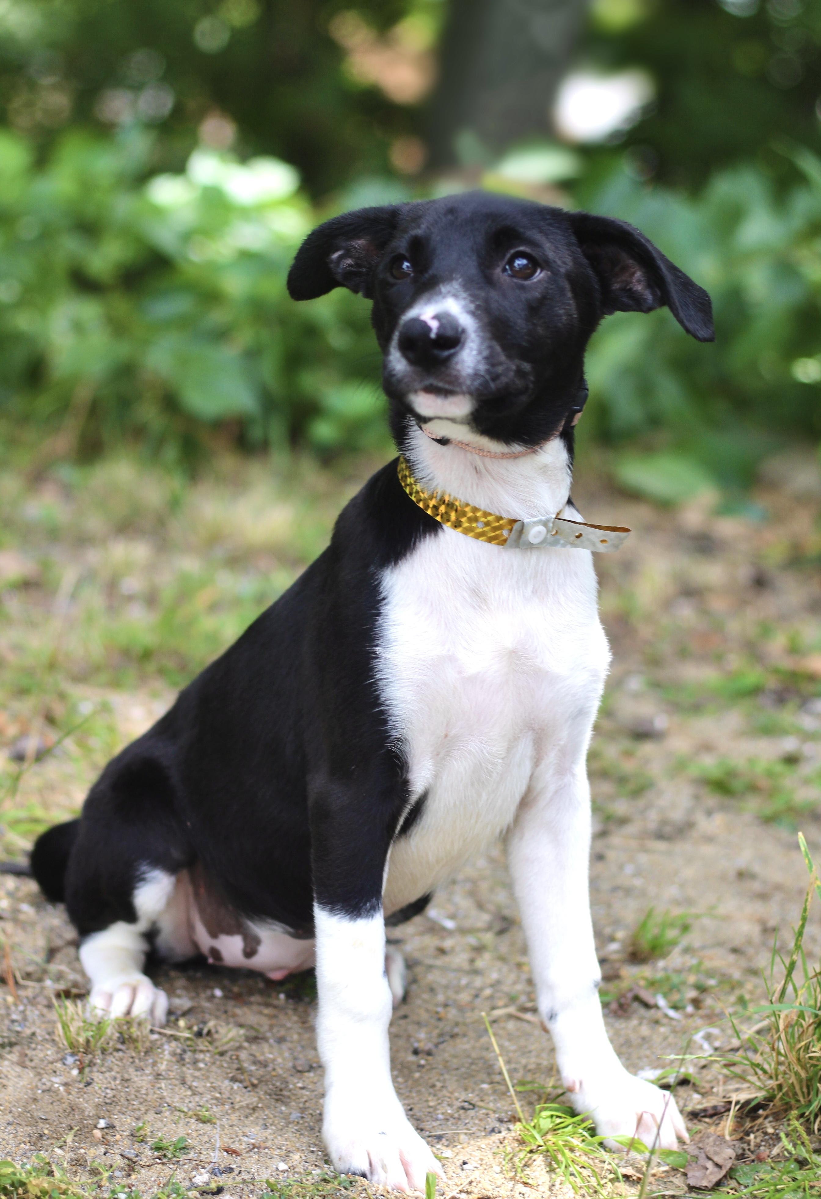 Enlarge Vista in NH. Come Meet our Adoptable Dogs Wednesday-Saturday. More info in Bio, a ADOPTABLE mixed breed in Manchester, NH image 2/5