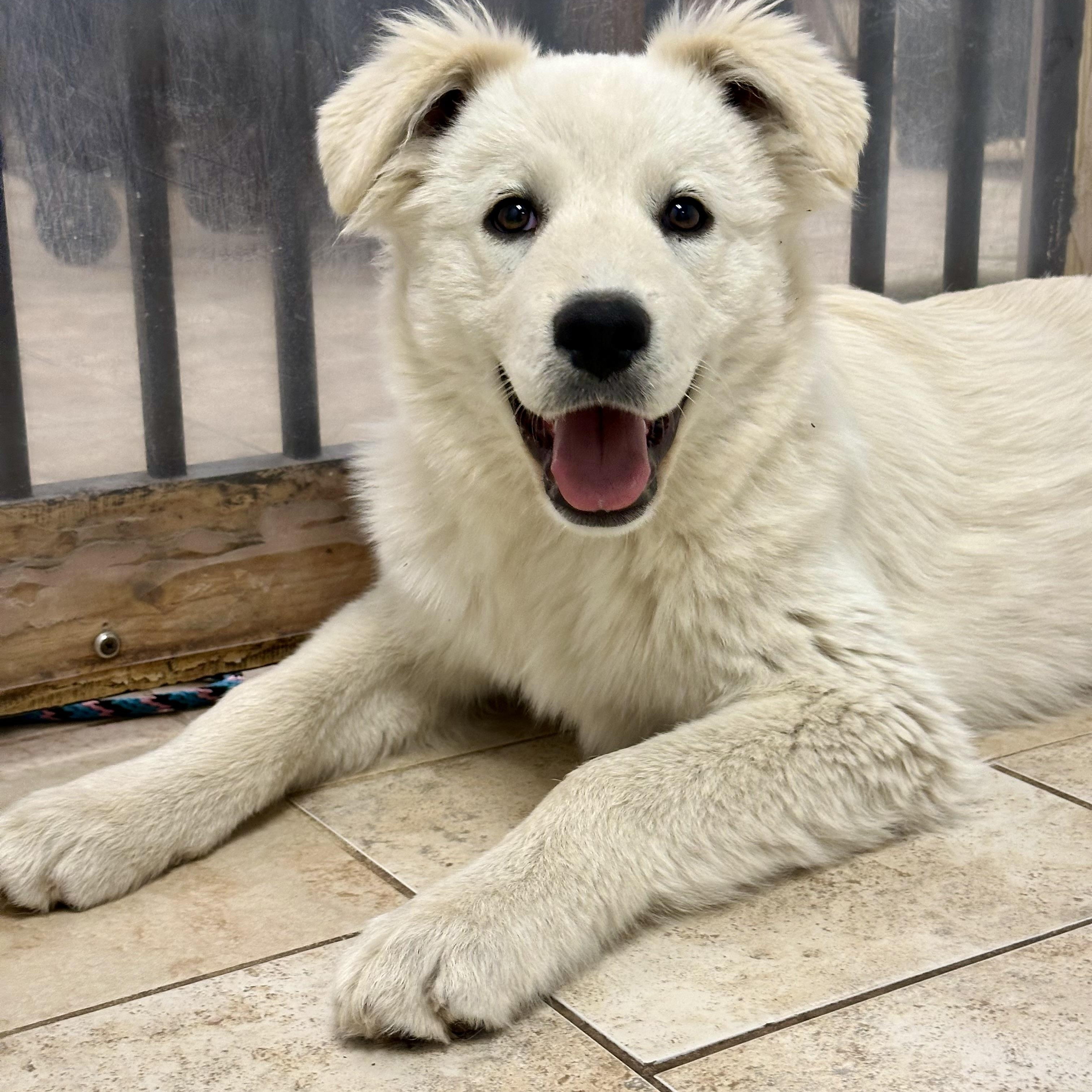 Enlarge ILIA, Alysa, and Mikaela, a ADOPTABLE mixed breed in Pacific, MO image 2/4