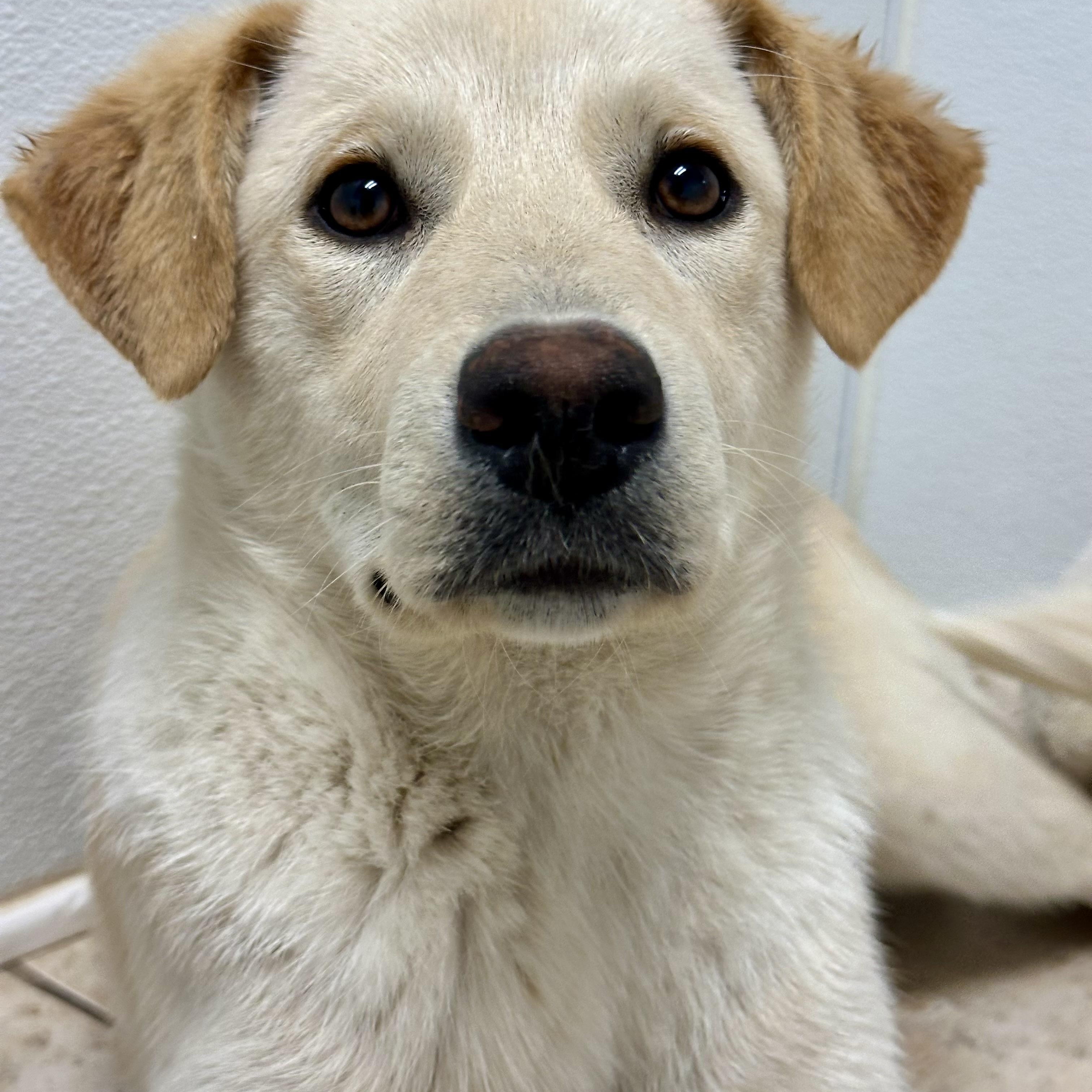 Mikaela, adopted, Puppy Female Yellow Labrador Retriever & Great Pyrenees.