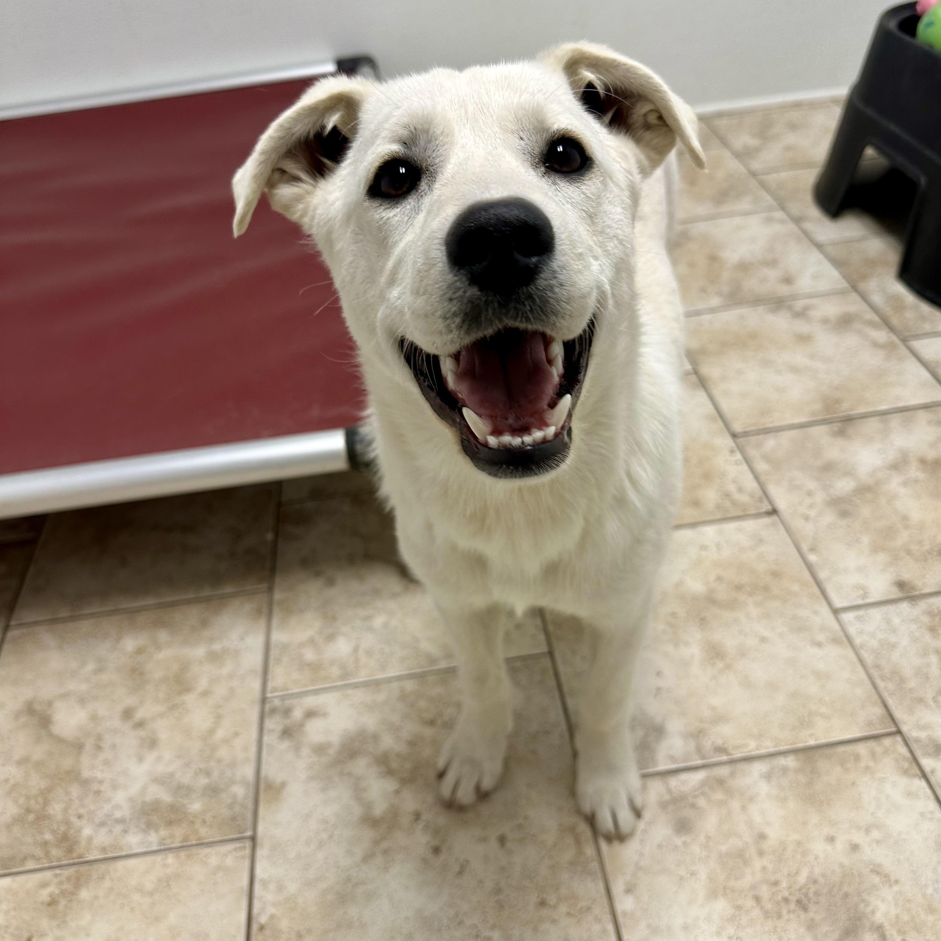 Enlarge ILIA, Alysa, and Mikaela, a ADOPTABLE mixed breed in Pacific, MO image 3/4