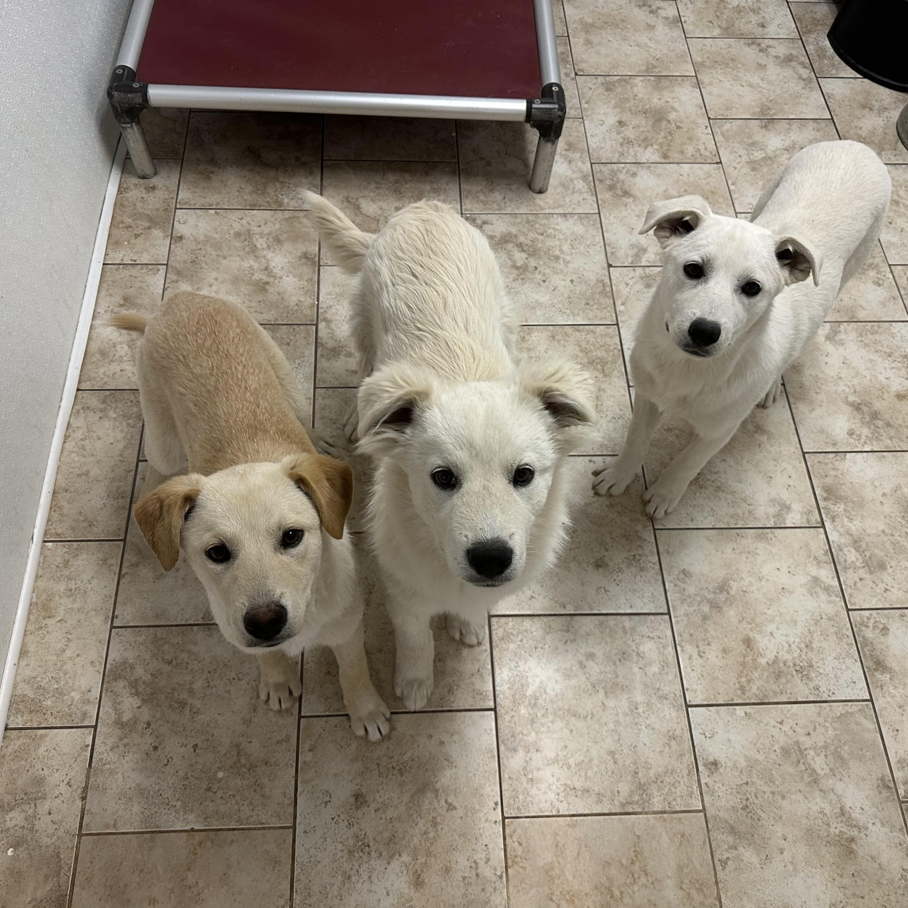 ILIA, Alysa, and Mikaela, ADOPTABLE, Puppy Female Yellow Labrador Retriever & Great Pyrenees.