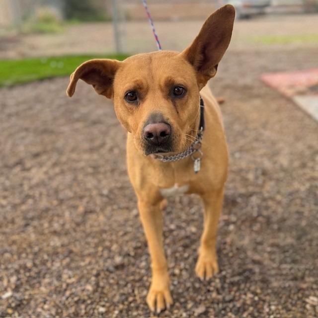 Enlarge Misty, a Adoptable mixed breed in Bullhead City, AZ image 1/1