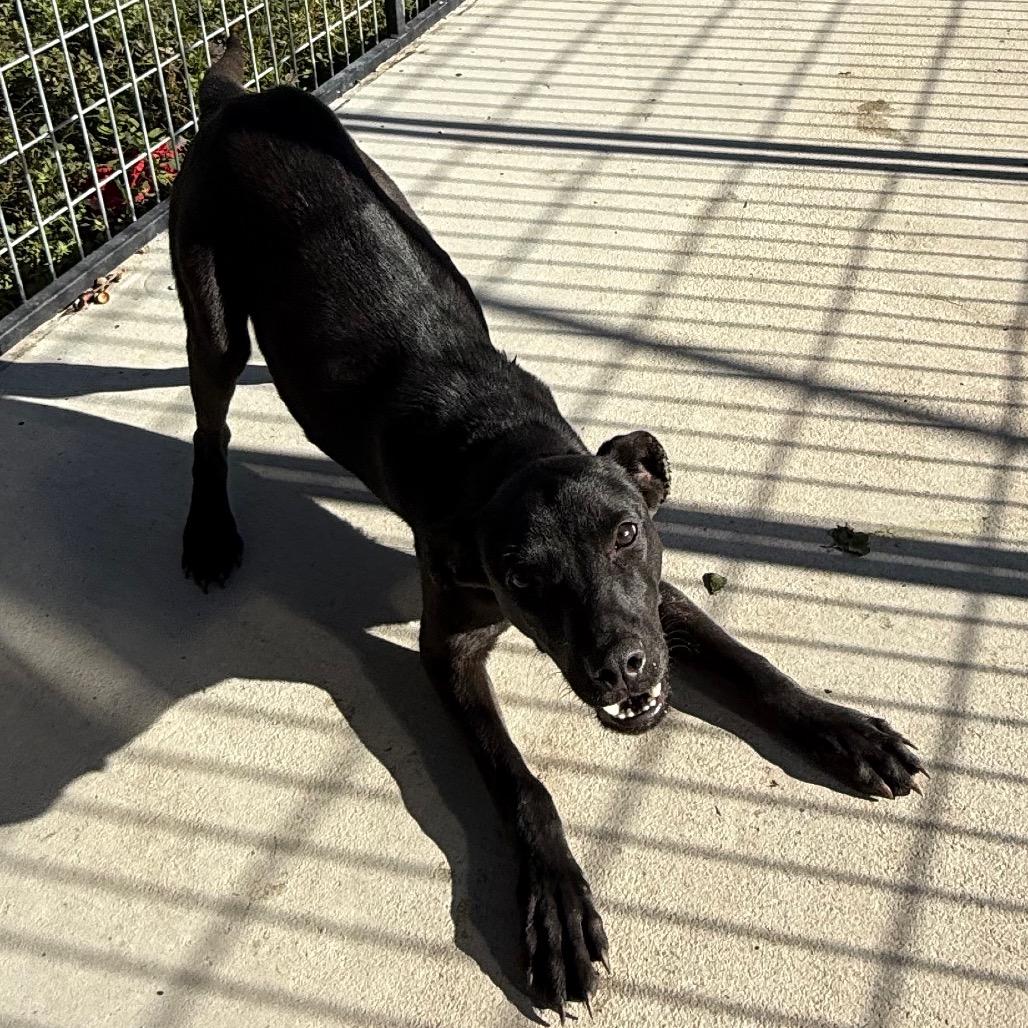 Mary Kate, a Adoptable mixed breed in Floresville, TX image 1/6