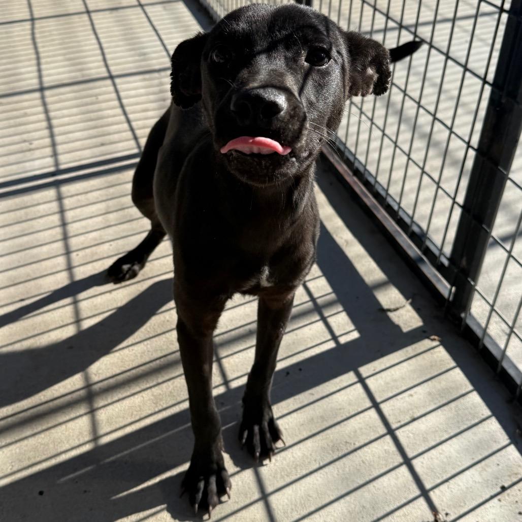 Mary Kate, a Adoptable mixed breed in Floresville, TX image 2/6