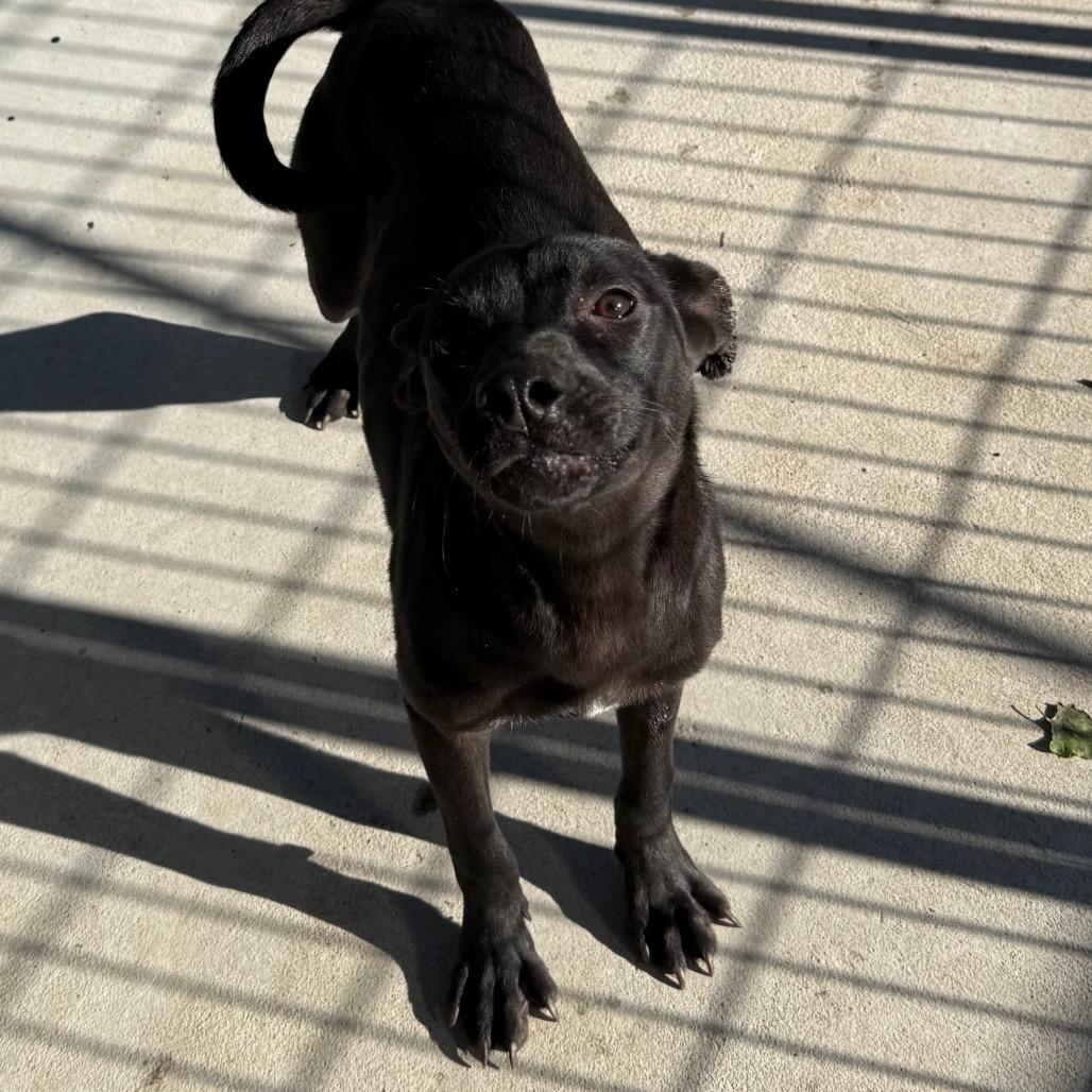 Mary Kate, a Adoptable mixed breed in Floresville, TX image 3/6