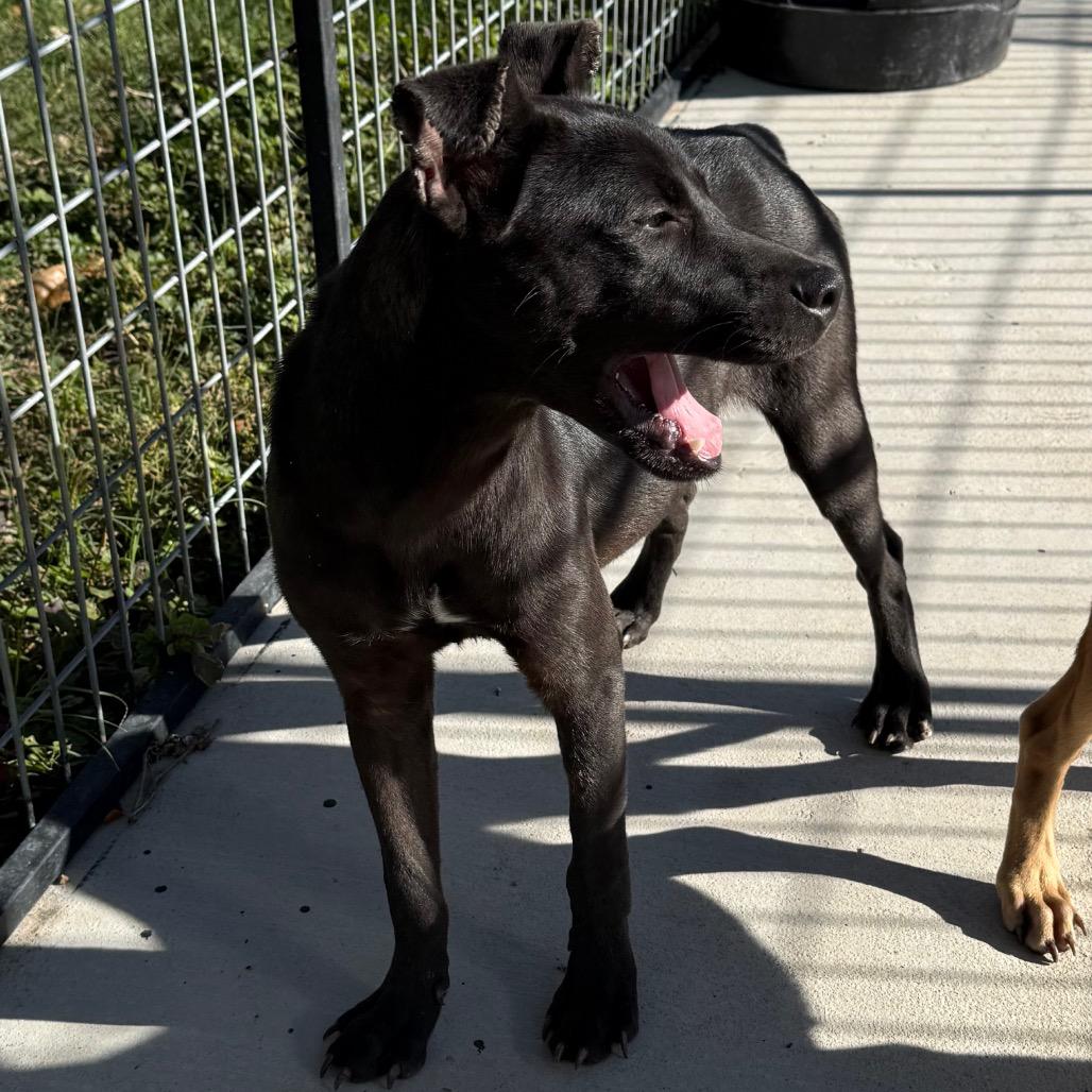 Mary Kate, a Adoptable mixed breed in Floresville, TX image 4/6