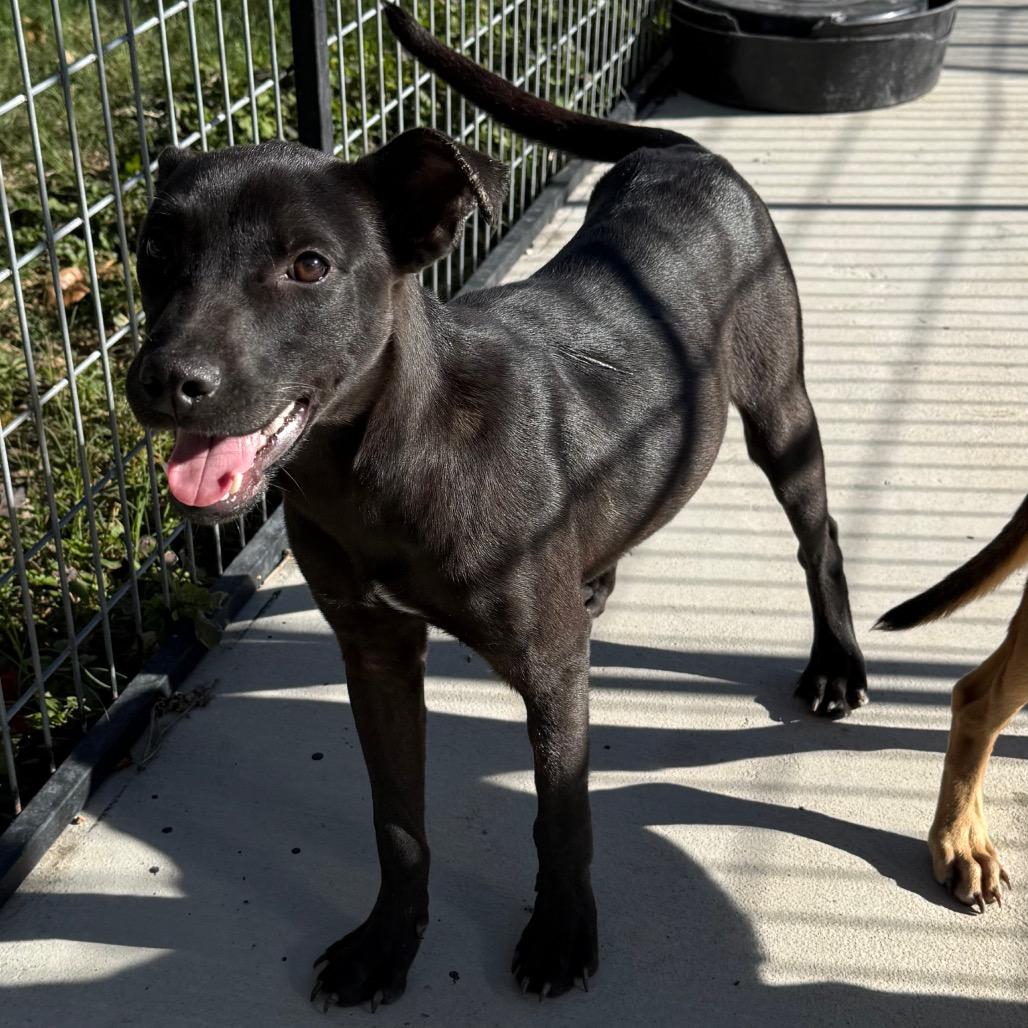 Mary Kate, a Adoptable mixed breed in Floresville, TX image 5/6