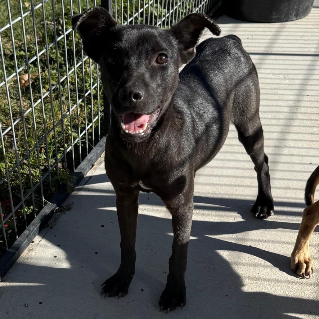 Mary Kate, a Adoptable mixed breed in Floresville, TX image 6/6