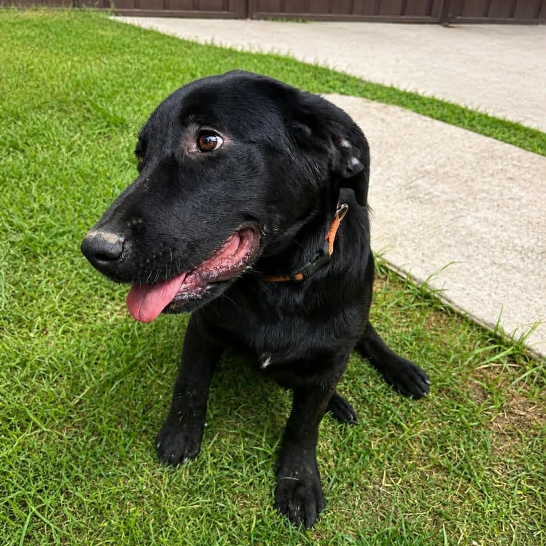 Enlarge Rhett, an adopted Labrador Retriever in Richmond, VA image 2/2