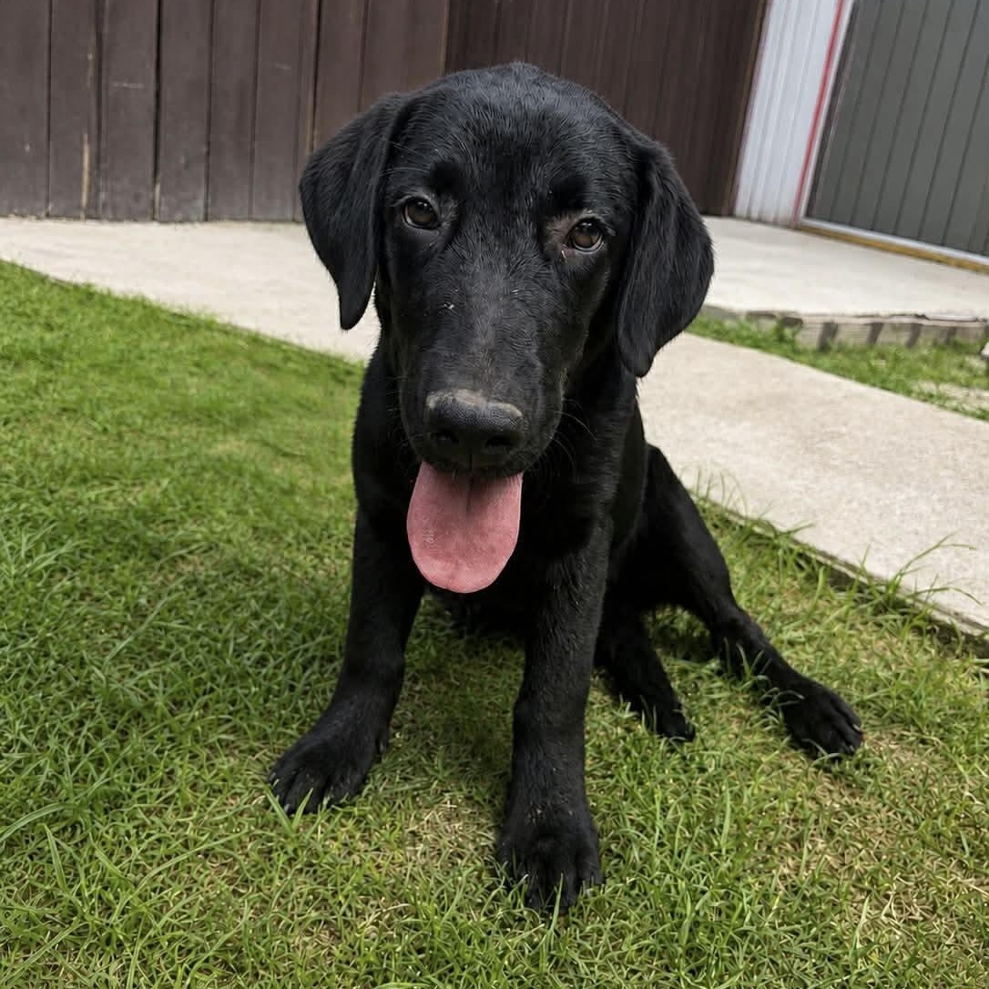 Rhett, adopted, Puppy Male Labrador Retriever.