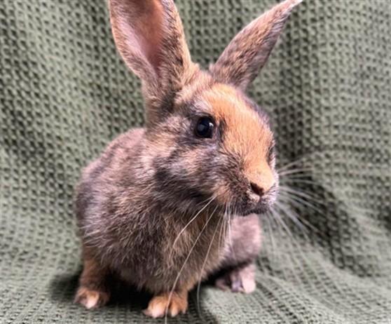 CHOLULA, Adoptable, Adult Female Bunny Rabbit.