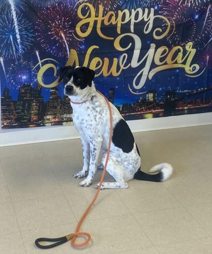 Enlarge Arlo, a Adoptable mixed breed in Columbus, IN image 1/3