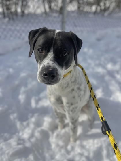 Enlarge Arlo, a Adoptable mixed breed in Columbus, IN image 2/3