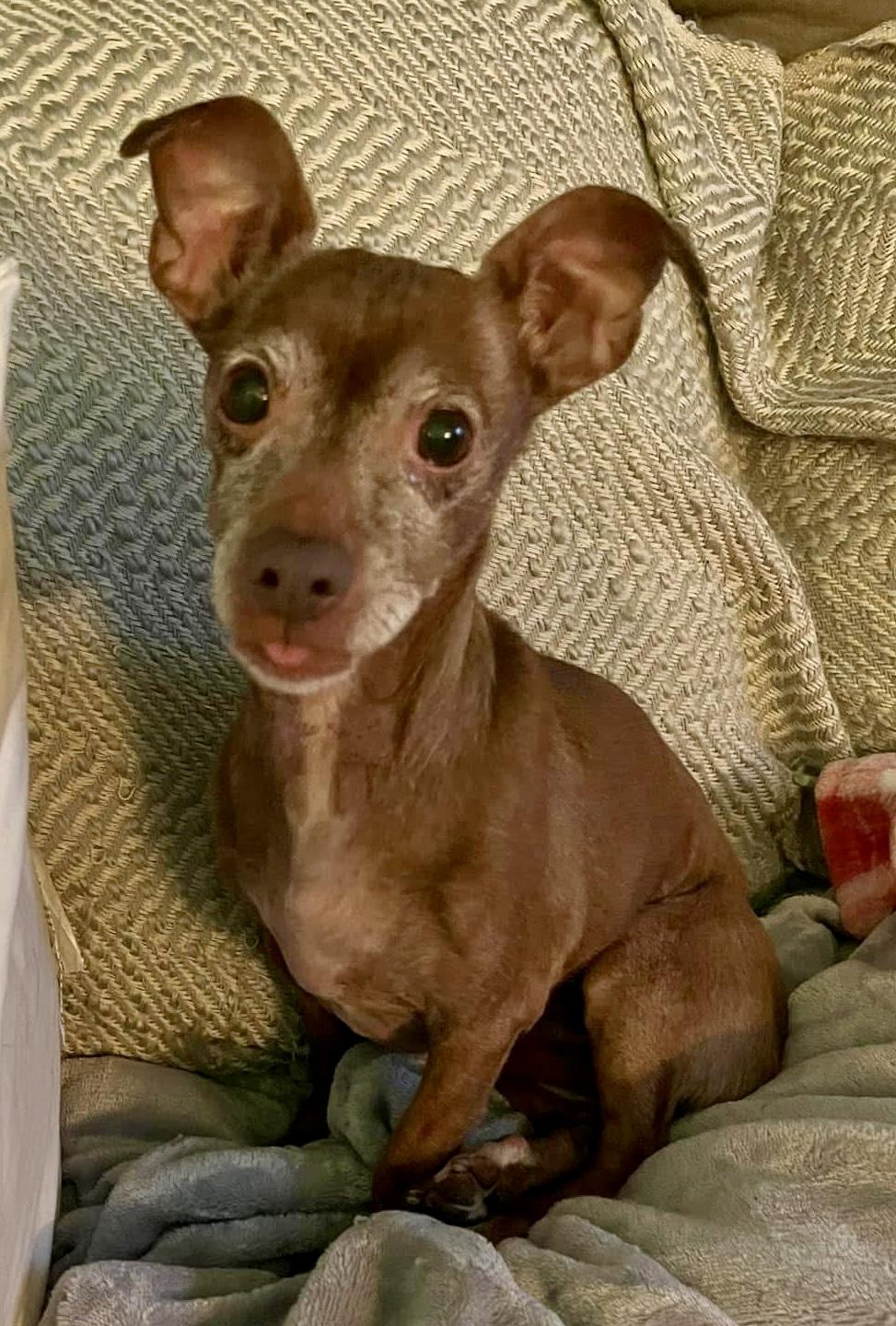 Holly, adopted, Senior Female Dachshund.