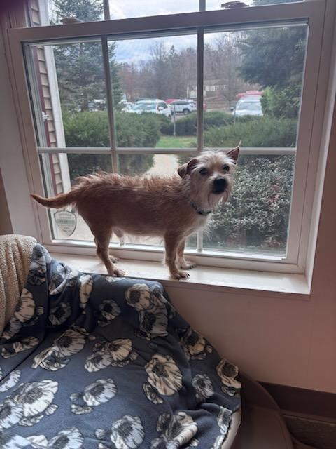 Enlarge Finn, a Adopted mixed breed in Terryville, CT image 1/6