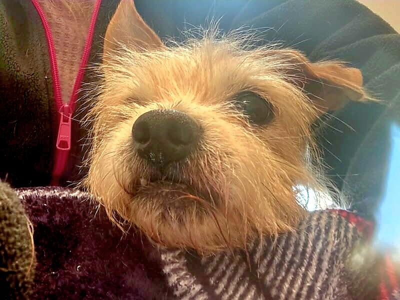 Enlarge Finn, a Adopted mixed breed in Terryville, CT image 2/6