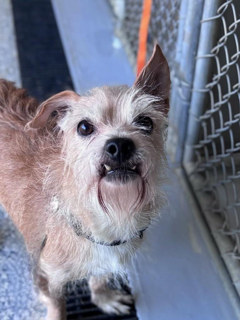 Enlarge Finn, a Adopted mixed breed in Terryville, CT image 3/6