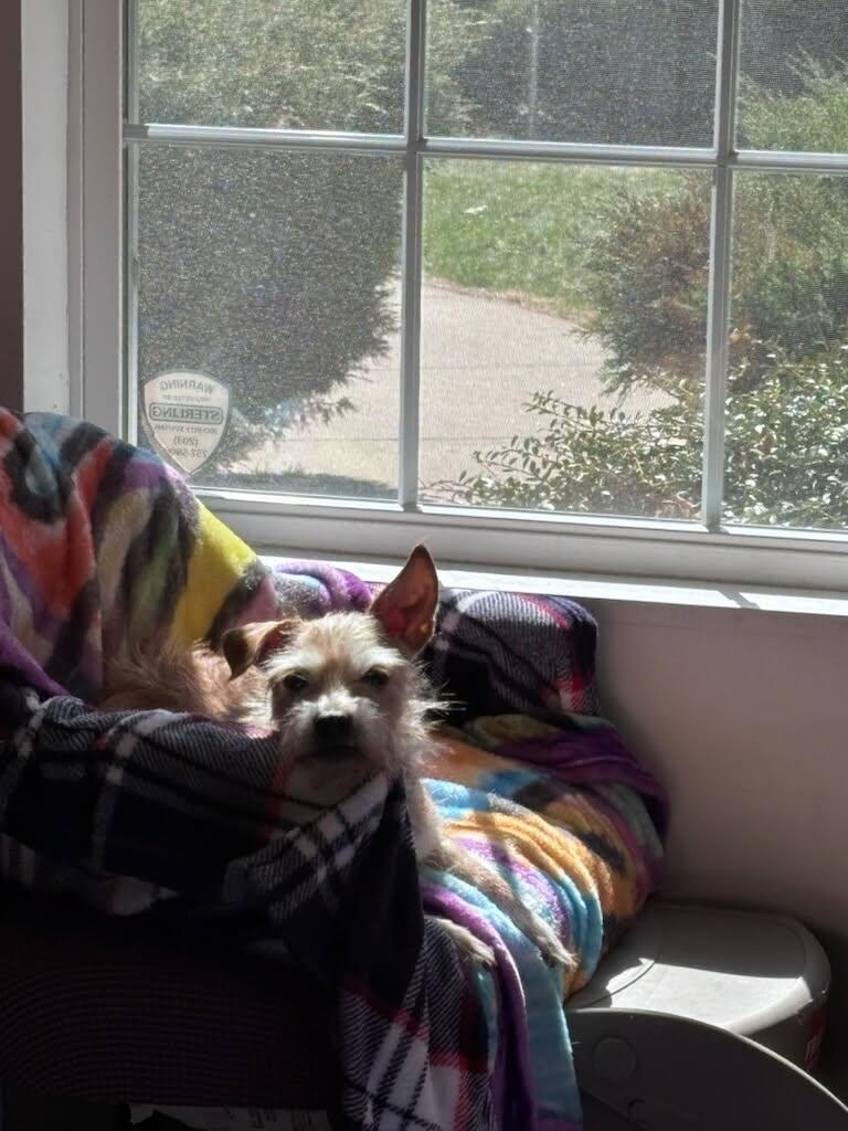 Enlarge Finn, a Adopted mixed breed in Terryville, CT image 4/6