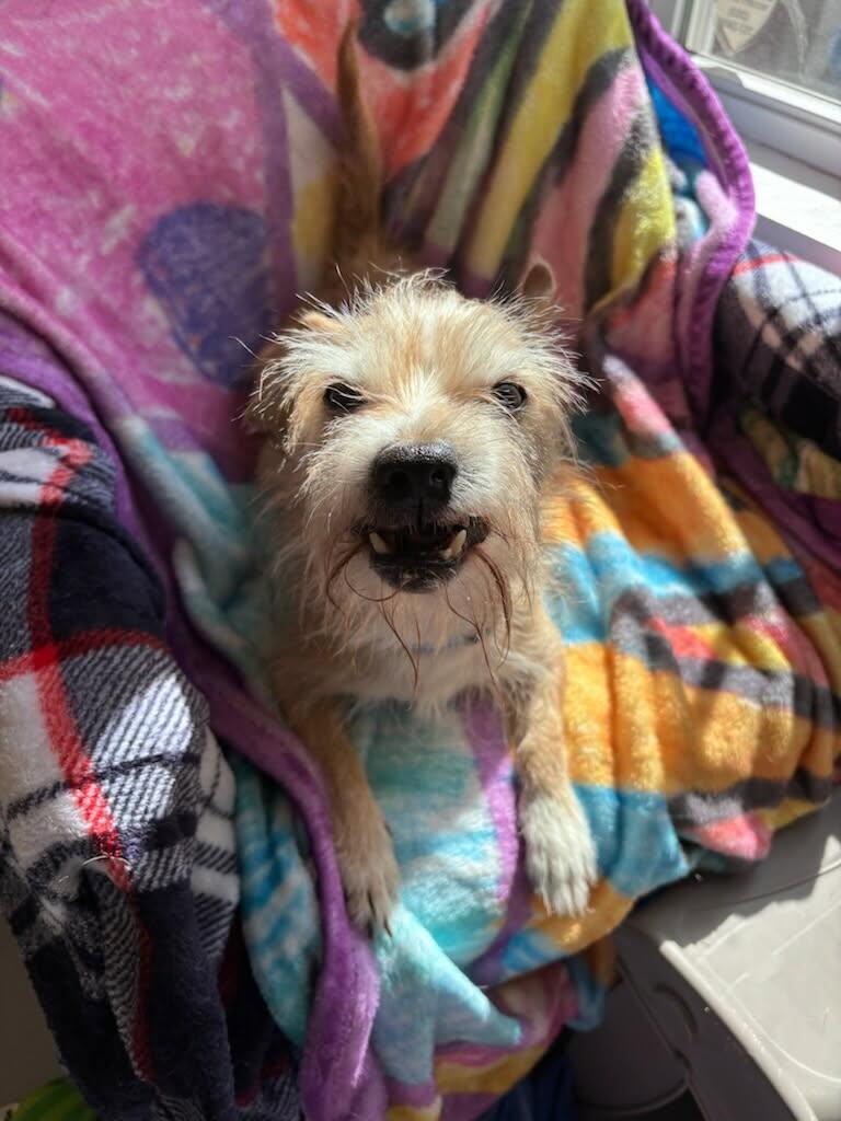 Enlarge Finn, a Adopted mixed breed in Terryville, CT image 5/6