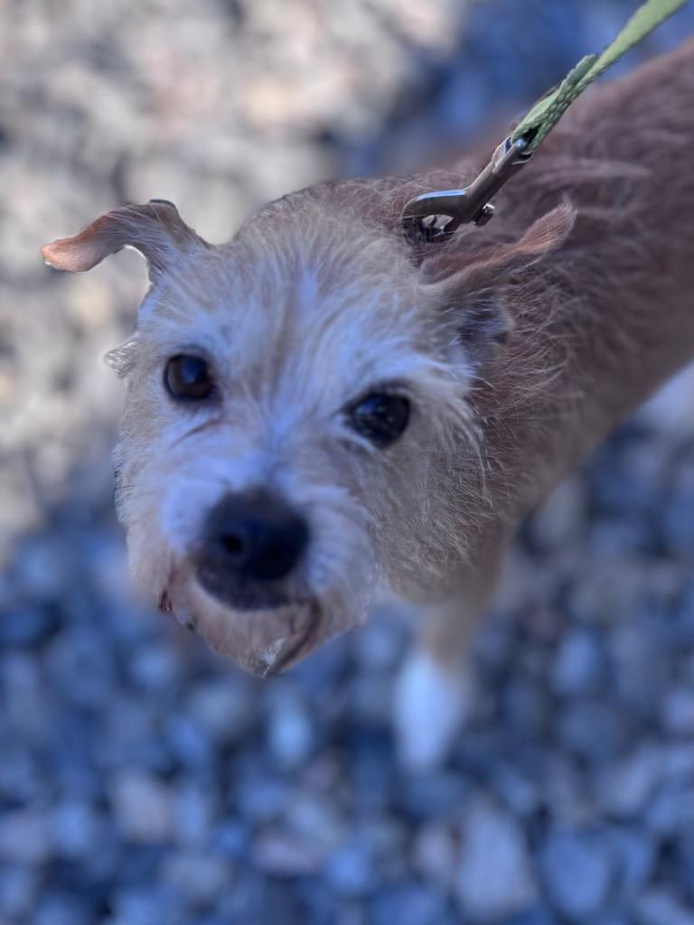 Enlarge Finn, a Adopted mixed breed in Terryville, CT image 6/6