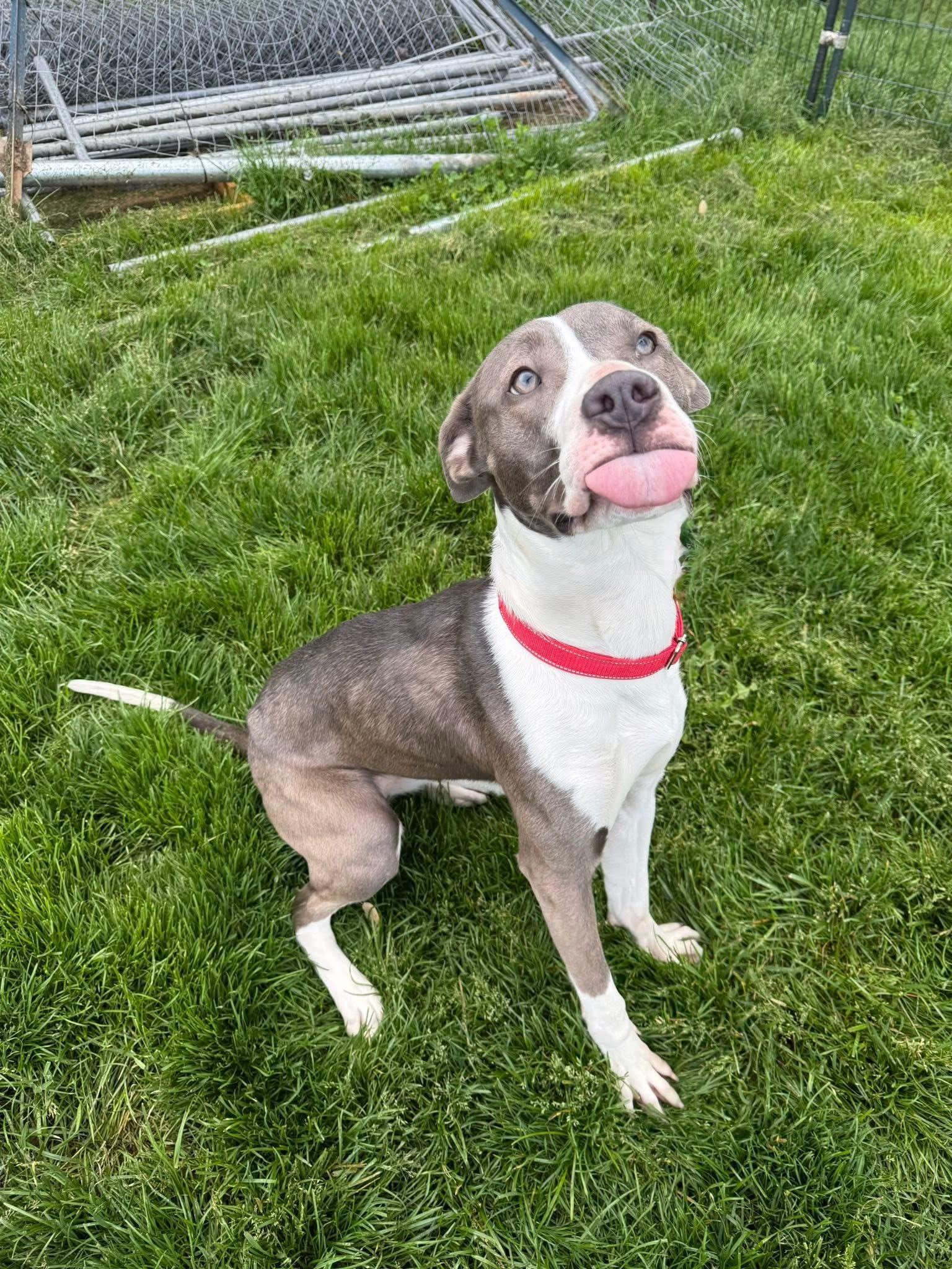 Willow, a ADOPTABLE mixed breed in Hilton, NY image 5/6