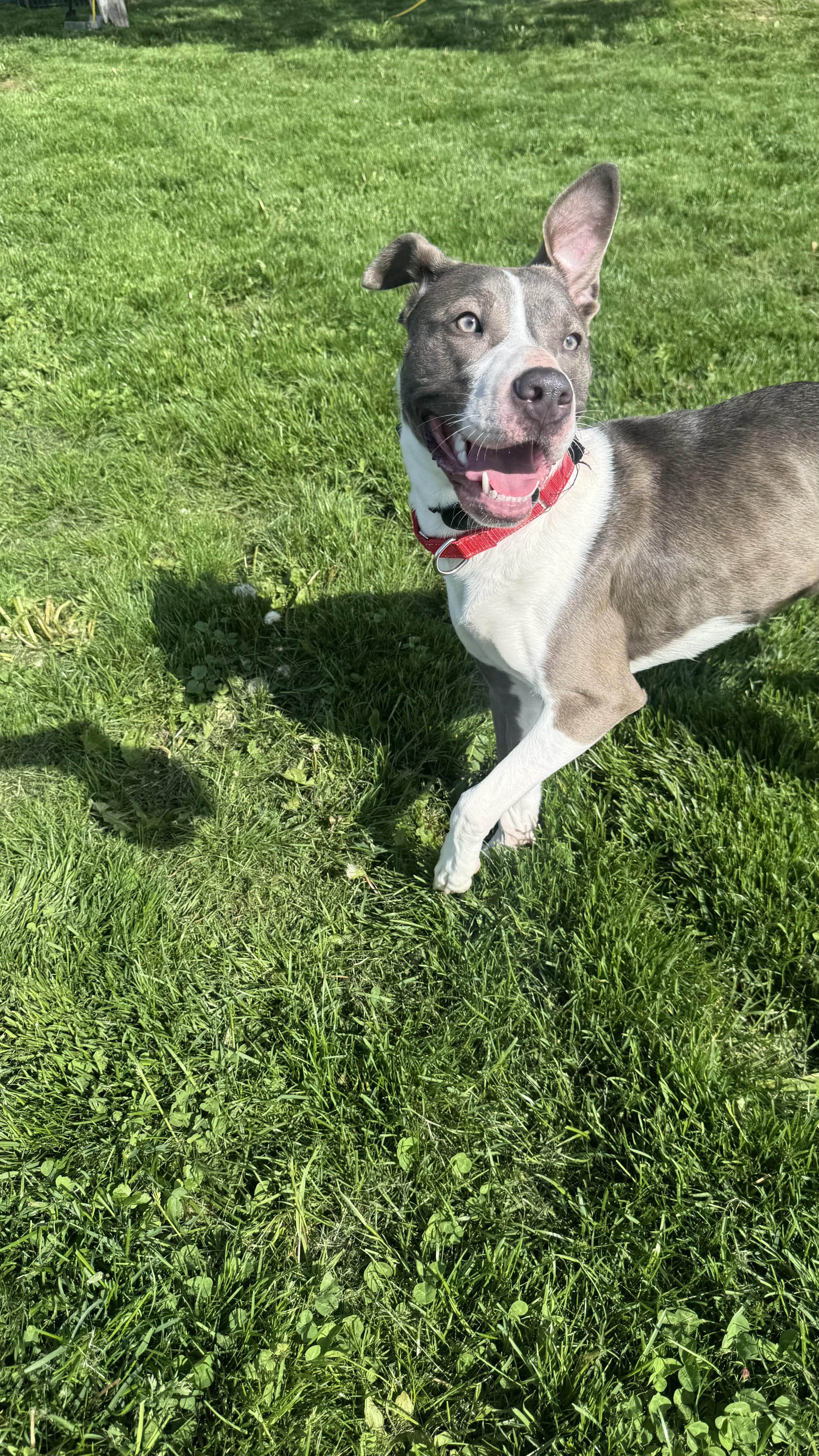 Willow, a ADOPTABLE mixed breed in Hilton, NY image 6/6