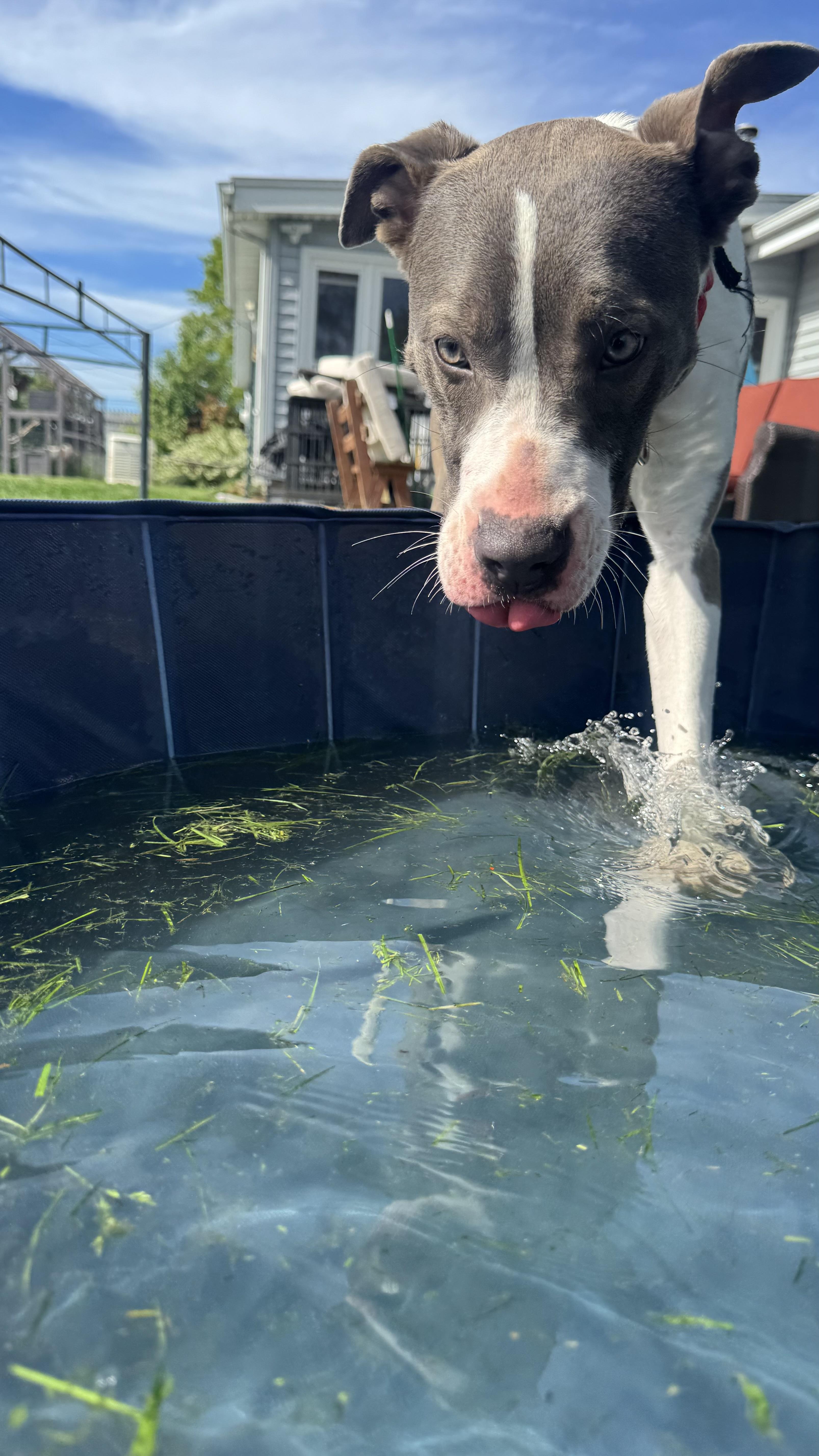 Willow, a ADOPTABLE mixed breed in Hilton, NY image 3/6