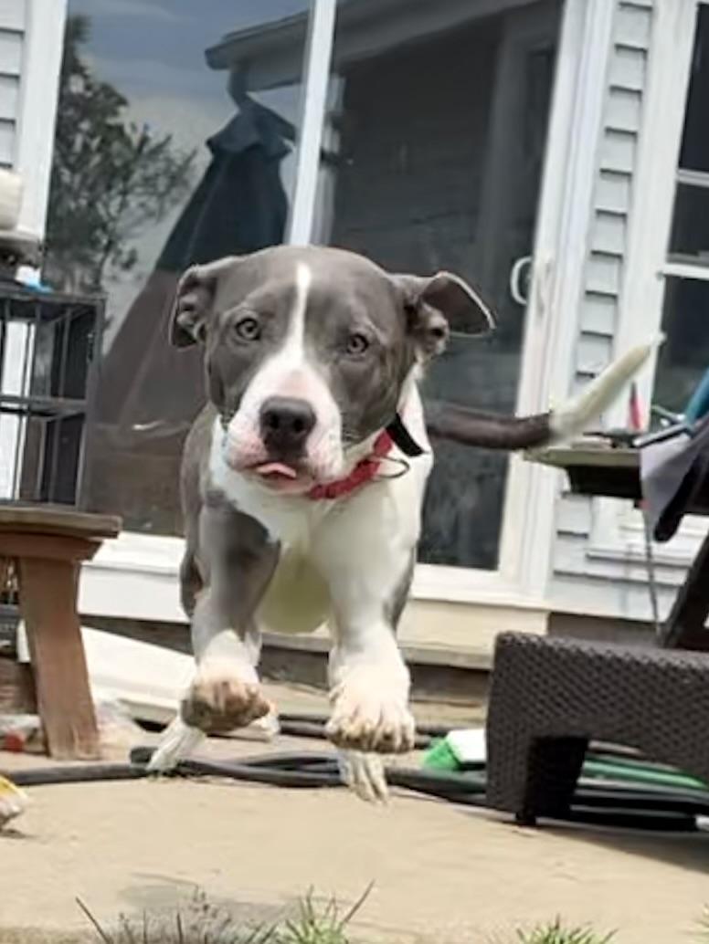Willow, a ADOPTABLE mixed breed in Hilton, NY image 2/6