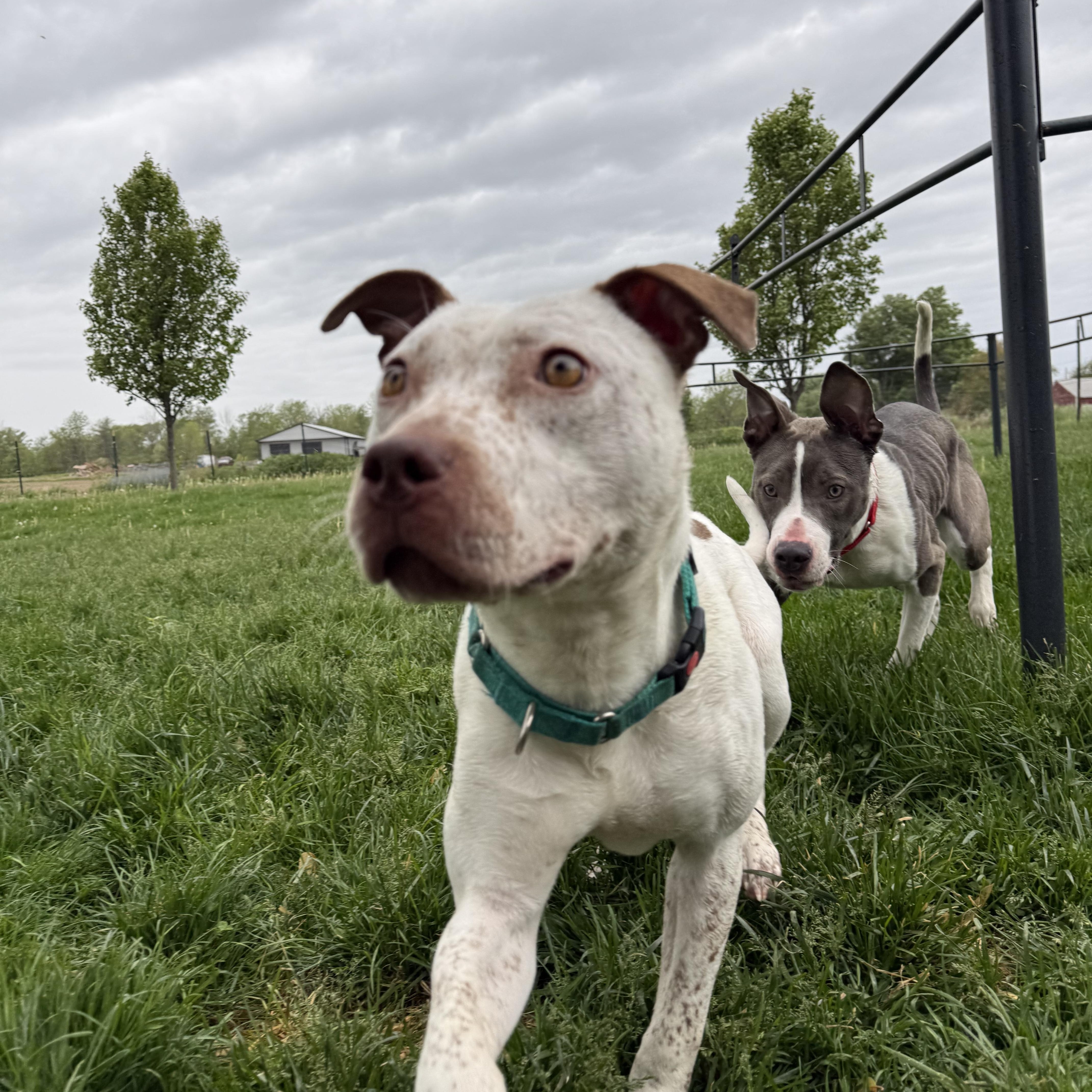 Willow, a ADOPTABLE mixed breed in Hilton, NY image 4/6