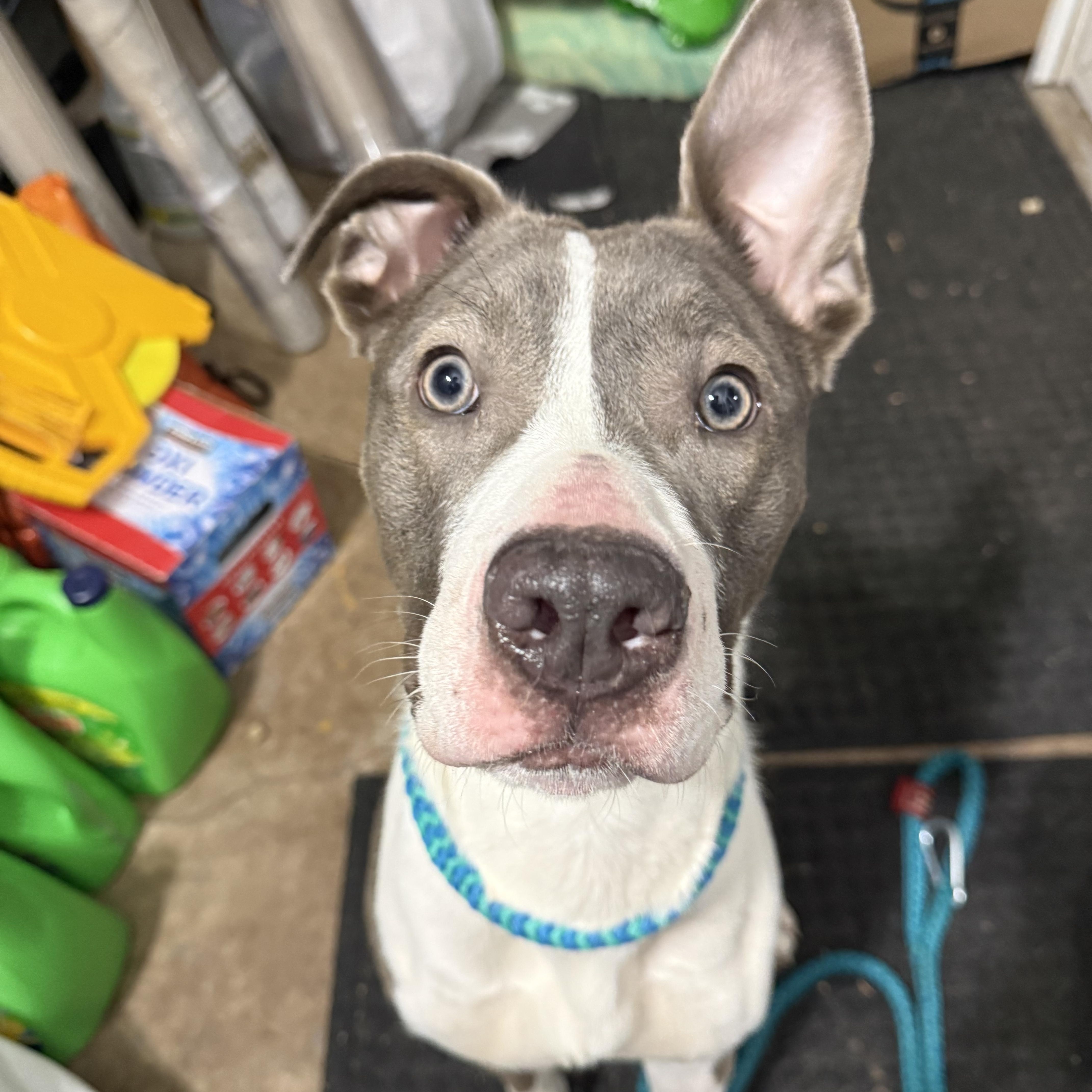 Willow, ADOPTABLE, Young Female Great Dane & Pit Bull Terrier.