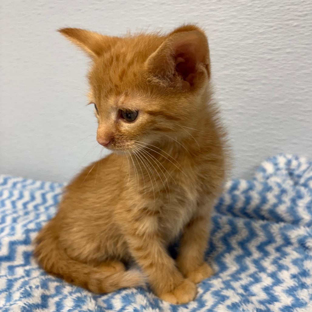 Hagrid, a ADOPTABLE Domestic Medium Hair in Crookston, MN image 2/2