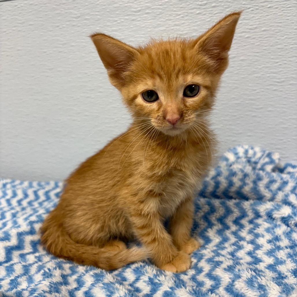 Hagrid, a ADOPTABLE Domestic Medium Hair in Crookston, MN image 1/2