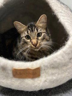 Enlarge Binx, a Adoptable mixed breed in Walnut Creek, CA image 1/3