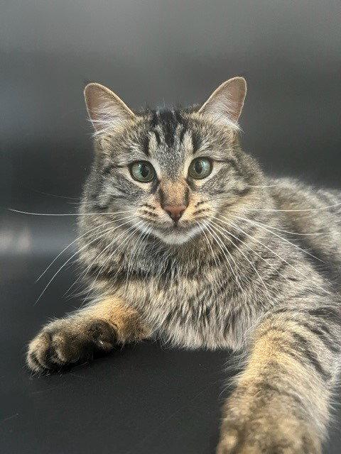 Enlarge Binx, a Adoptable mixed breed in Walnut Creek, CA image 2/3